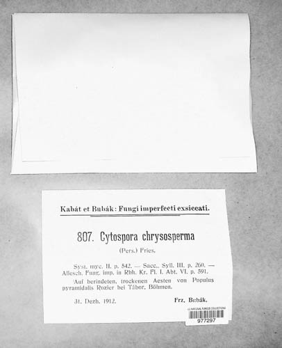 Cytospora chrysosperma image